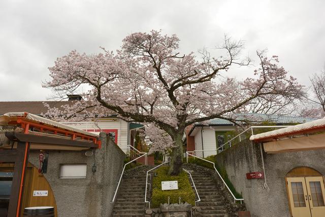 サントリー登美の丘ワイナリーの施設内で満開の花をつけたサクラの木の写真