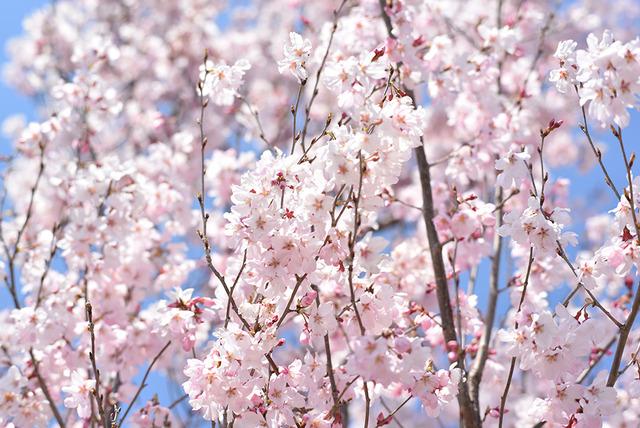 敷島総合文化会館周辺の桜の写真3