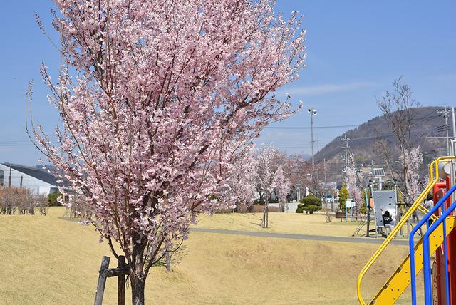 敷島総合文化会館周辺の桜の写真4