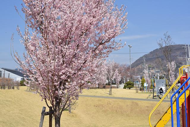 敷島総合文化会館周辺の桜の写真4