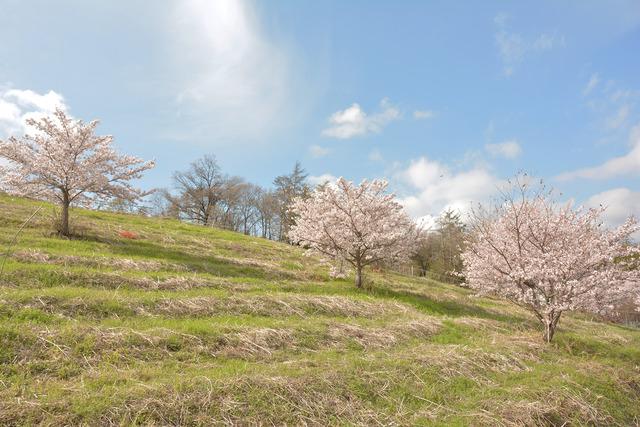 新田区公会堂付近で丘の上に咲くサクラの写真1