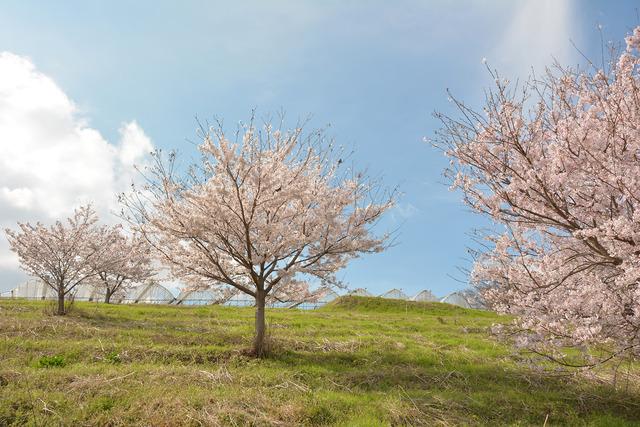 新田区公会堂付近で丘の上に咲くサクラの写真2