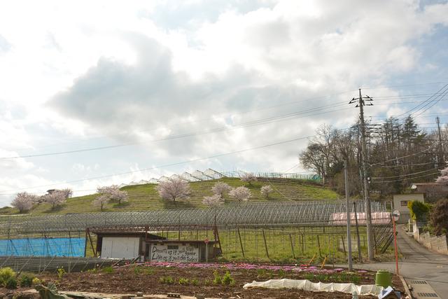新田区公会堂付近で丘の上に咲くサクラの写真3