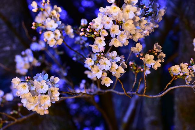 信玄堤公園桜ライトアップの写真2