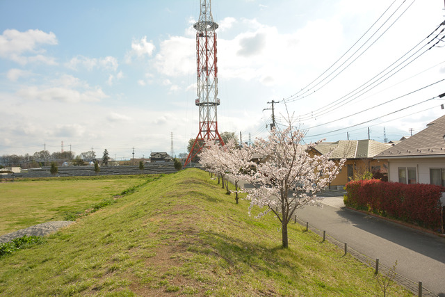 鳥ヶ池芝生公園のサクラの写真2