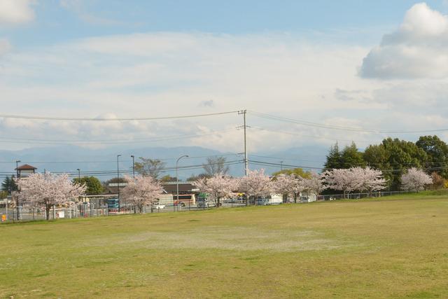 鳥ヶ池芝生公園のサクラの写真1