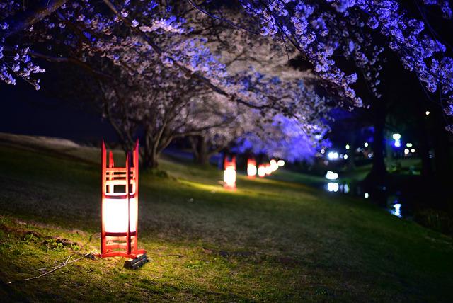 信玄堤公園桜ライトアップの写真3