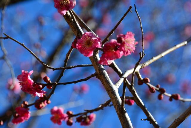 (写真)色鮮やかに開花する紅梅