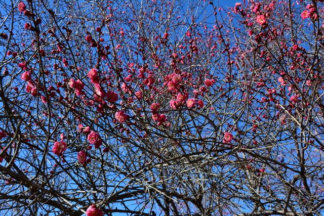 (写真)3分から5分程度開花している敷島総合公園南の紅梅の様子