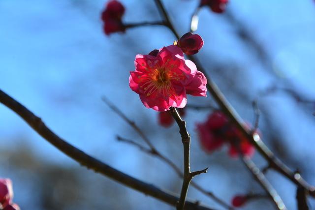 (写真)接写された紅梅の様子