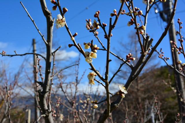 (写真)矢木羽湖北の白梅の様子