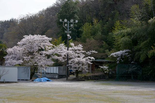 る花びらが舞うサクラの木々の写真