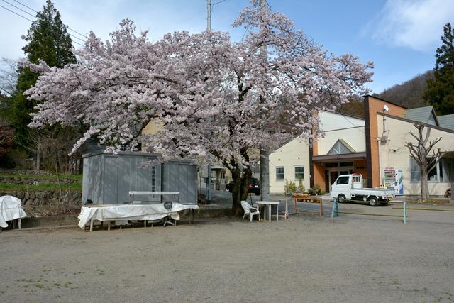 亀沢地区の睦沢地域ふれあい館と付近で満開の花を咲かせるサクラの大樹の写真