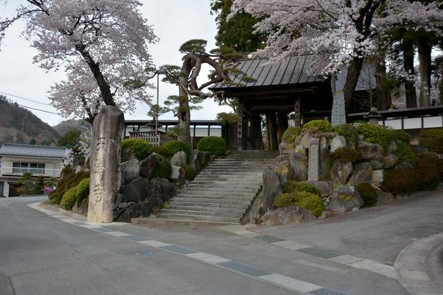 天澤寺の正門と満開のサクラの木々の写真