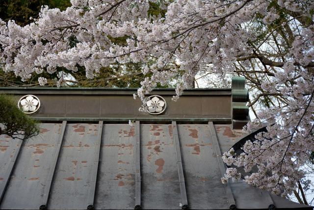 天澤寺の正門の屋根と満開のサクラの木の写真