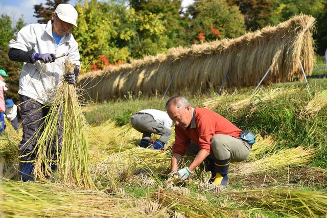 (写真)稲刈りをする男性たち