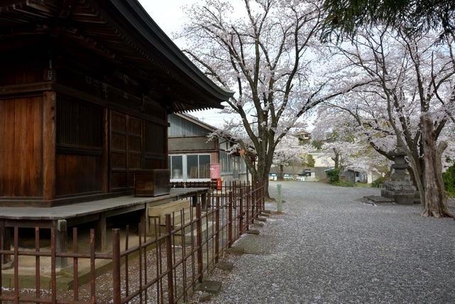 光照寺にある開花から約10日を迎えたサクラの木々の写真2