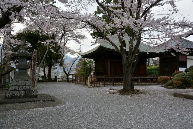 光照寺にある開花から約10日を迎えたサクラの木々の写真1