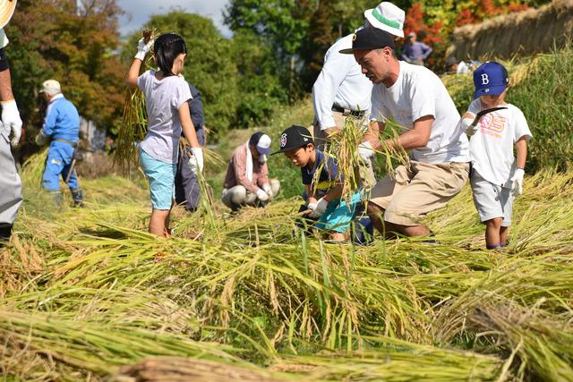 (写真)子どもたちと稲刈りをする男性