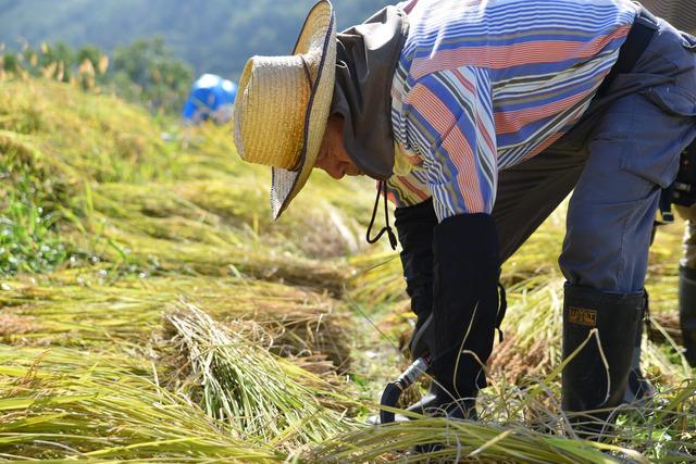 (写真)稲刈りをする男性