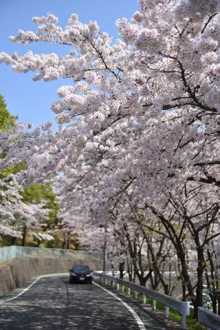 敷島総合公園・矢木羽湖桜の写真3