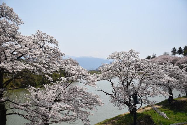 敷島総合公園・矢木羽湖桜の写真4