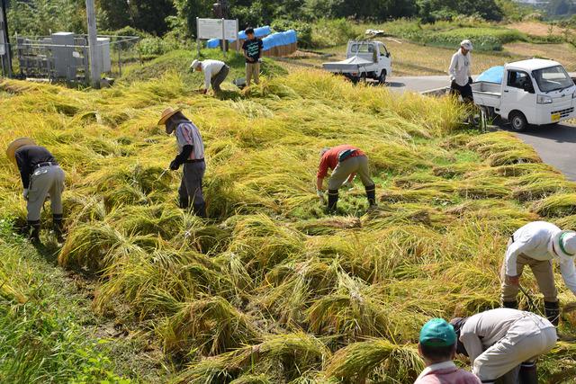 (写真)刈った稲を束ねる参加者たち