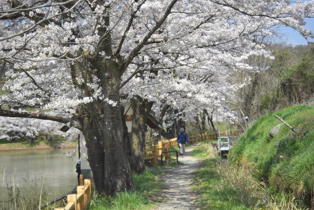 敷島総合公園・矢木羽湖桜の写真5