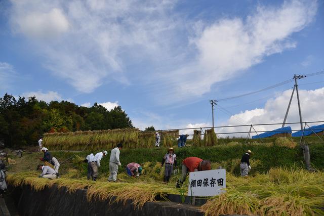 (写真)秋晴れの空の下、作業をする参加者たち