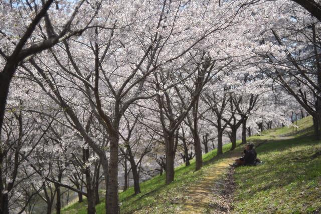 敷島総合公園・矢木羽湖桜の写真1