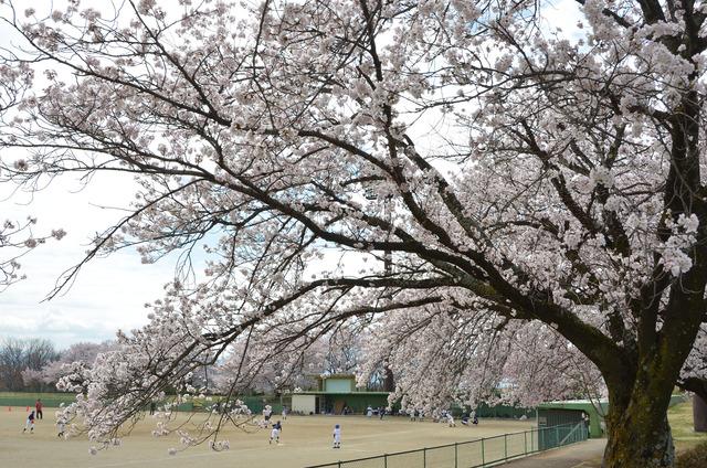 双葉スポーツ公園のグラウンドで野球をする子どもたちとグラウンド周辺にある満開のサクラの木の写真