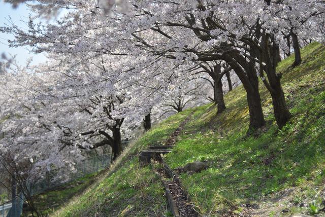 敷島総合公園・矢木羽湖桜の写真2