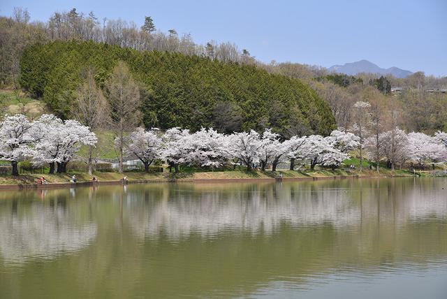 敷島総合公園・矢木羽湖桜の写真6