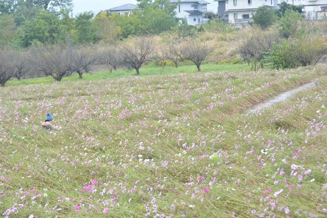 雨や台風の影響で花が倒れてしまったコスモス畑の写真