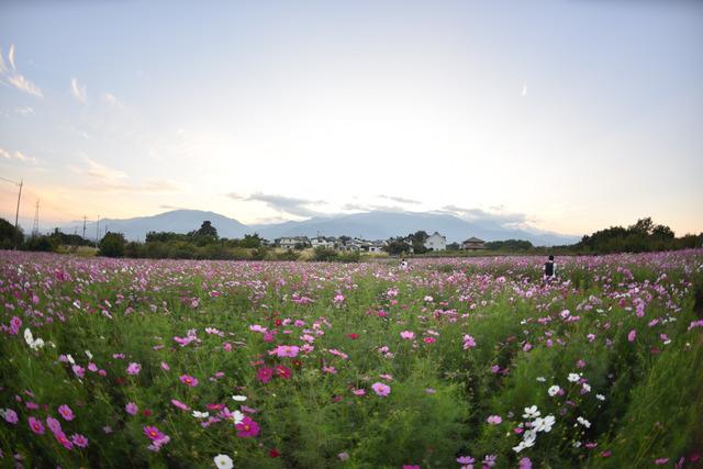 ピンクや白色のコスモスが咲くコスモス畑の写真