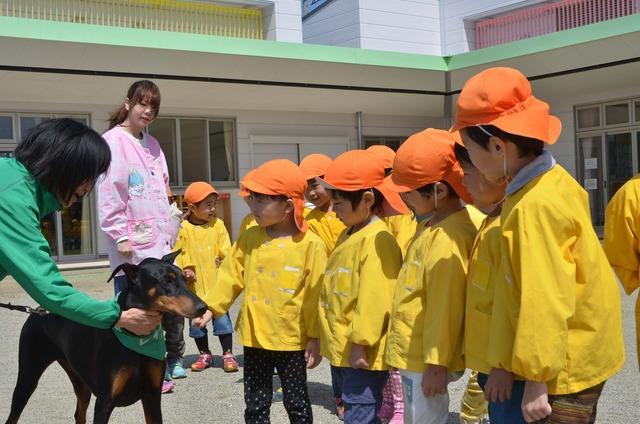 園庭でセラピードックに触れ合う園児たちの写真