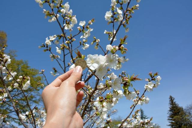 信玄堤公園の太白桜の花径の大きさを500円硬貨と比較している写真