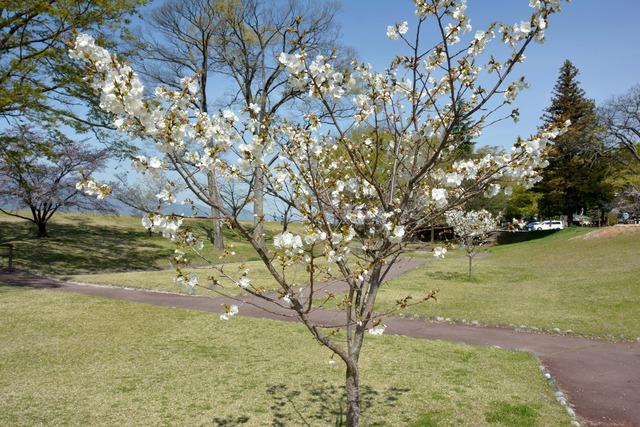 信玄堤公園にある開花した太白桜の写真