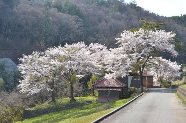 安寺沢林道の途中にある花をつけたサクラの木々の写真1