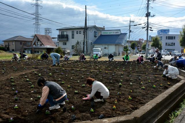 大きな畑に参加者がビオラを植え付けている様子の写真