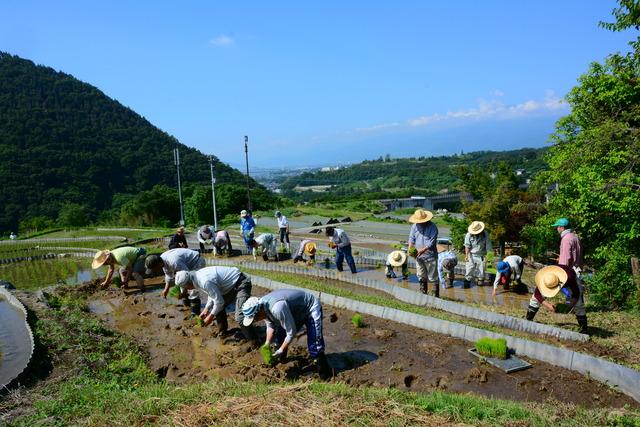 棚田の田植えの様子の写真1