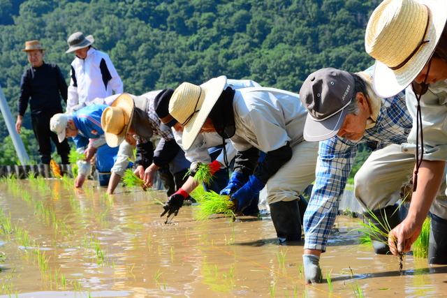 棚田の田植えの様子の写真2