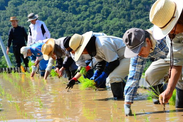 棚田の田植えの様子の写真2