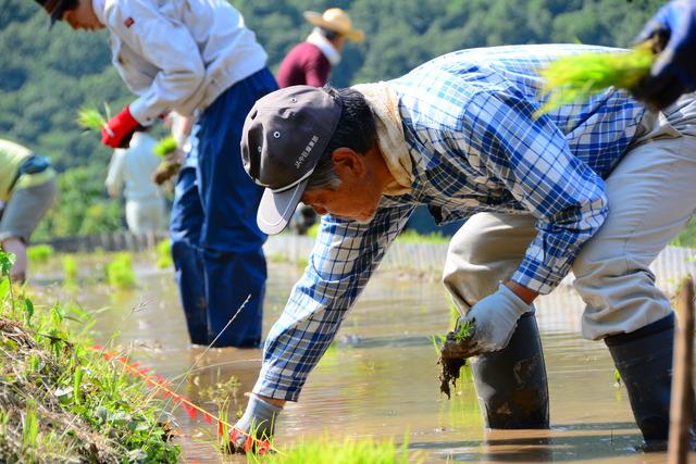 棚田の田植えの様子の写真4