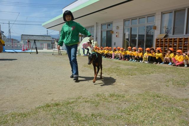 園庭を歩くセラピードックとそれを見つめる園児の写真