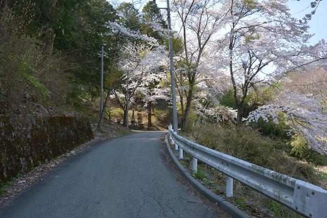安寺沢林道の途中にある花をつけたサクラの木々の写真2