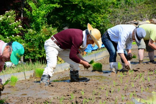 棚田の田植えの様子の写真3