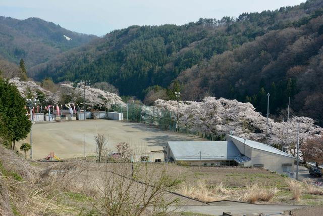 清川地域ふれあい館の桜の写真4