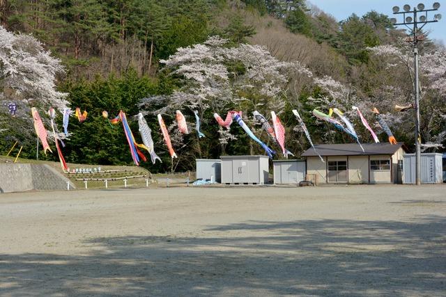 清川地域ふれあい館の桜の写真1