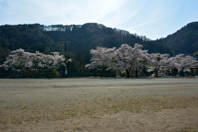 清川地域ふれあい館の桜の写真2
